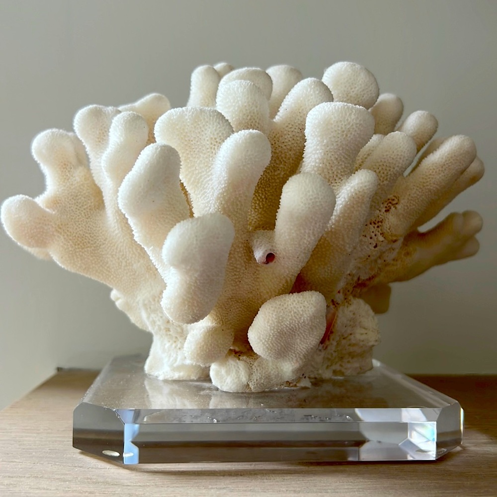 Coral decor